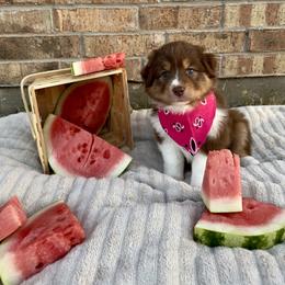 Australian Shepherd Puppies from Aussome Okie Aussies