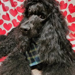 Poodle All Grown Up from Mn Poodles with Standards