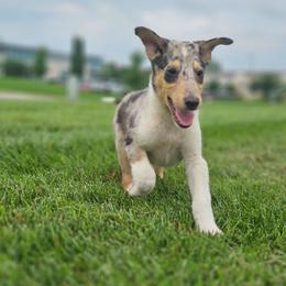 Granite - Blue merle white and tan male Collie puppy in Eldorado, Kansas from Prairie Creek