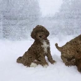 Gino - Red  male Goldendoodle puppy in Mint Hill, North Carolina from DoodleForever