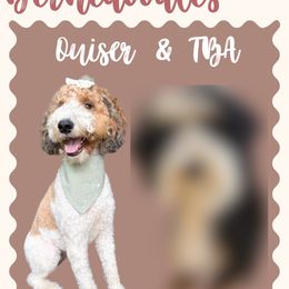 Bernedoodle puppies from Reece + Co Doodles & Poodles