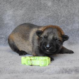 Neon Green - Sable female German Shepherd puppy in Cherryville, North Carolina from Masky Kennel