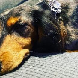Dachshunds from Nicole's Dachshunds