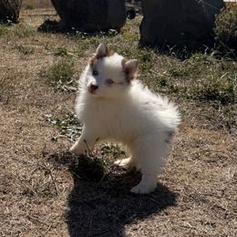 Koda - White male Pomsky puppy in Mc Minnville, Oregon from West Coast Pomskies