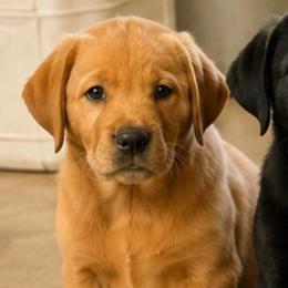 Legacy - Fox red male Dilute Retriever puppy in Baldwin City, Kansas from Hedge Lane Labradors