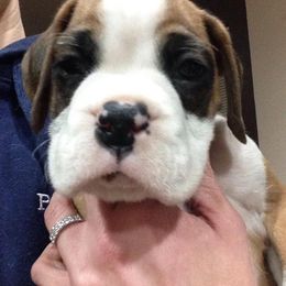 Boxer Puppies from Vintage Boxers