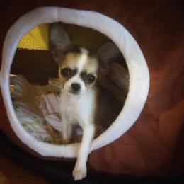 Chihuahua and Chinese Crested Puppies from Western Kentucky Chihuahua’s and Chinese Crested’s