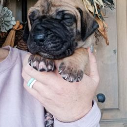 Great Dane Puppies from Pepper Mae Danes