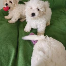 Female 2 - White female Bichon Frise puppy in Four Oaks, North Carolina from Misty Clark