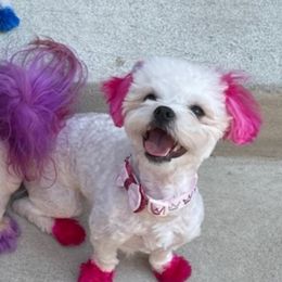 Lola - Mal-Shi
