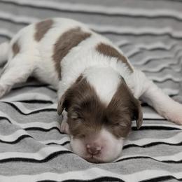 Cirrus - Merle female Cavapoo puppy in Salem, New Jersey from Dreamy Night Doodles