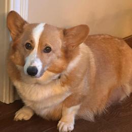 Ella - Pembroke Welsh Corgi