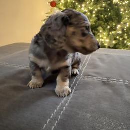 Dachshund Puppies from Birkin’ Paws