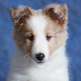 Shetland Sheepdog Puppies from Southern Charm Sheltie’s