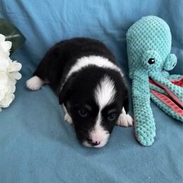 Male 5 - Black and tan male Pembroke Welsh Corgi puppy in Moundville, Alabama from Cartee Corgis - Debi Cartee Mills