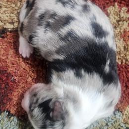 Monet - Blue merle male Border Collie puppy in Powder Springs, Georgia from Snowbird Border Collies