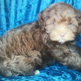 Aussiedoodle, Cockapoo, and Goldendoodle Puppies from West Coast Doodles