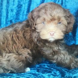 Aussiedoodle, Cockapoo, and Goldendoodle Puppies from West Coast Doodles