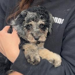 Assorted Doodle Crosses, Bernedoodles, Cockapoos, and Shichons from Shondel Puppy Paws