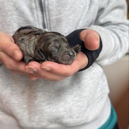 Merle girl - Merle female Bernedoodle puppy in Constableville, New York from Zehr’s Labradoodles & Bernedoodles