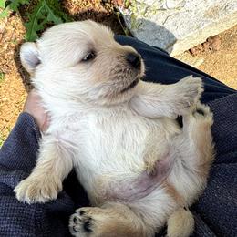 Browser - Wheaten male Scottish Terrier puppy in Crossville, Tennessee from Cavern Kennels