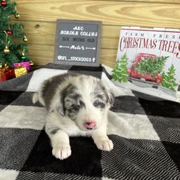 Border Collie Puppies from South Florida Stock Dogs