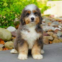 Tide (socialization program grad) - Merle male Bernedoodle puppy in Dundee, Ohio from Down Home Doodle