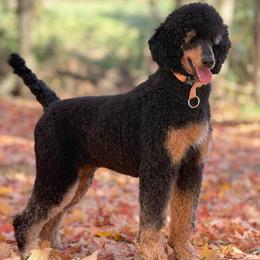 Georgie - Poodle