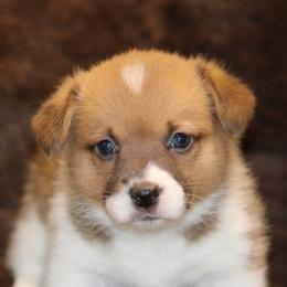 Sable Girl - Sable and white female American Corgi puppy in Clovis, New Mexico from Sweet & Salty Cowdogs