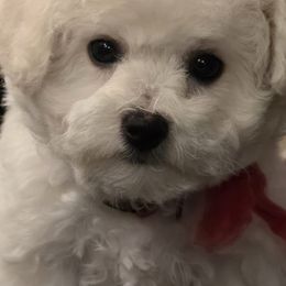 Red female - White Bichon Frise puppy in Apple River, Illinois from Barb's Bichons Bichonfrise.ws