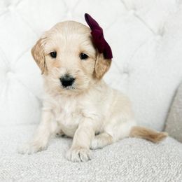 Yo-yo - Cream female Goldendoodle puppy in Sterling, Illinois from Charley's Goldendoodles