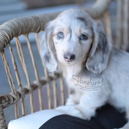 Dachshund Puppies from Sunshine Acres Dachshunds