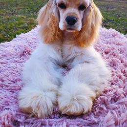 Cocker Spaniel Puppies from Top Notch Sporting Dogs