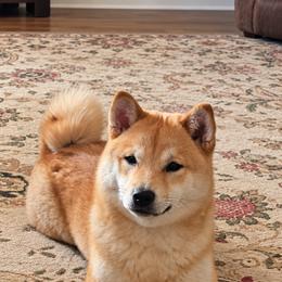 Dumplin - Shiba Inu