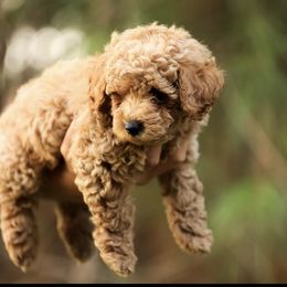 Poodle Puppies from Emerald Mini Poodles