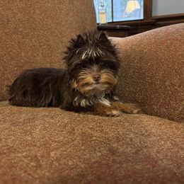 Milo - Chocolate, tan and white male Yorkshire Terrier puppy in Lafayette, Georgia from Berggipfel