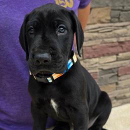 Sunset - Black female Great Dane puppy in Moreland Hills, Ohio from Timeless Danes