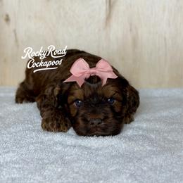 Rosetta - Sable female Cockapoo puppy in Nashville, Arkansas from Rocky Road Puppies