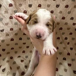 Dark blue collar - Parti male Goldendoodle puppy in Winchester, Tennessee from Mahaffey’s Doodles