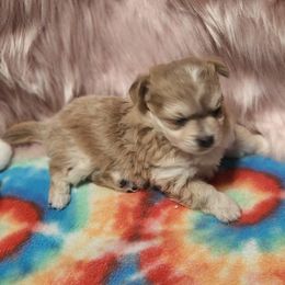 Chihuahua Puppies from OutLaw Chihuahua's