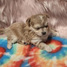 Chihuahua Puppies from OutLaw Chihuahua's