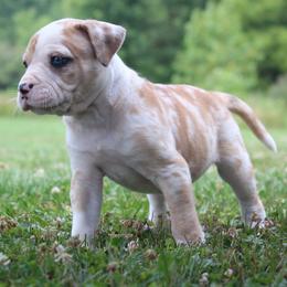 Girl 5 - female Alapaha Blue Blood Bulldog puppy in Grafton, Ohio from Eclipse Alapaha Kennels