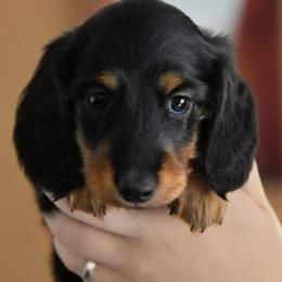 Sammy - Black and tan male Dachshund puppy in Momence, Illinois from Happy Little Doxies