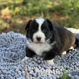 Jasper-FLUFFY - Black and white male Cardigan Welsh Corgi puppy in Washington, Arkansas from Foxy Knoll Farm
