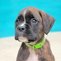 Blaze of Glory (Blaze) - Brindle male Boxer puppy in Georgia from Stephanie’s Boxers