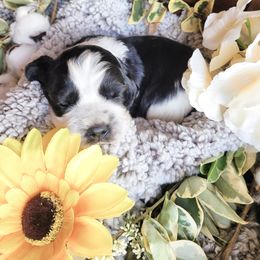 English Springer Spaniel Puppies from 31 Pines Springers & Retrievers