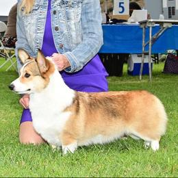 Poppy - Pembroke Welsh Corgi