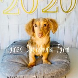 Charley  - Dachshund