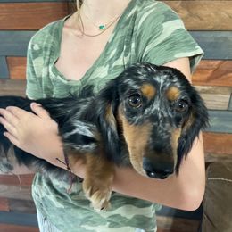 Dachshund Puppies from Ultimate_Doxies