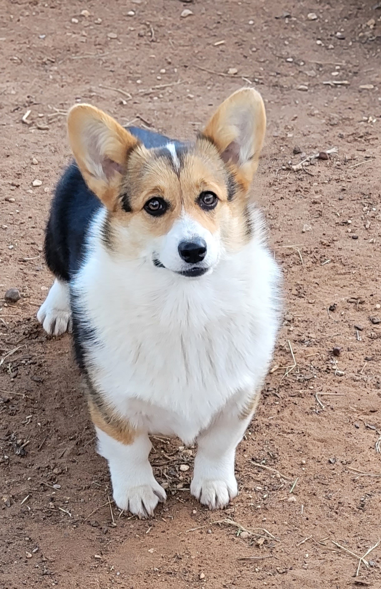 Girl 1 - Pembroke Welsh Corgi puppy in Anton, Texas from X Bar's Lil Legs of Texas